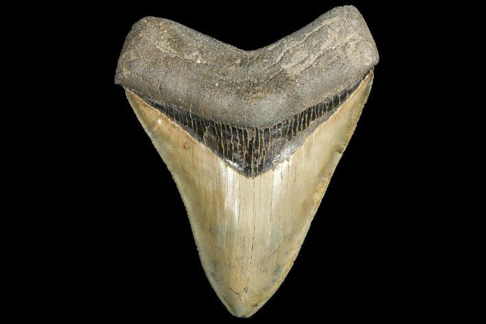 Serrated, Fossil Megalodon Tooth - Beautiful Enamel #134268